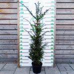Tis obyčajný (Taxus baccata) - výška 140-180 cm, kont. C10L 